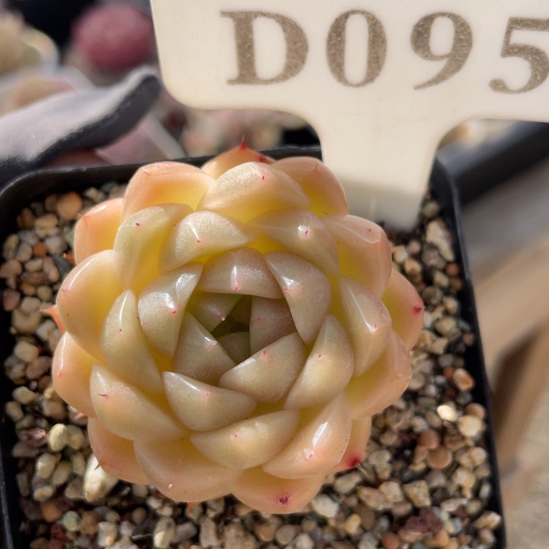 095 麦秆 4.5厘米