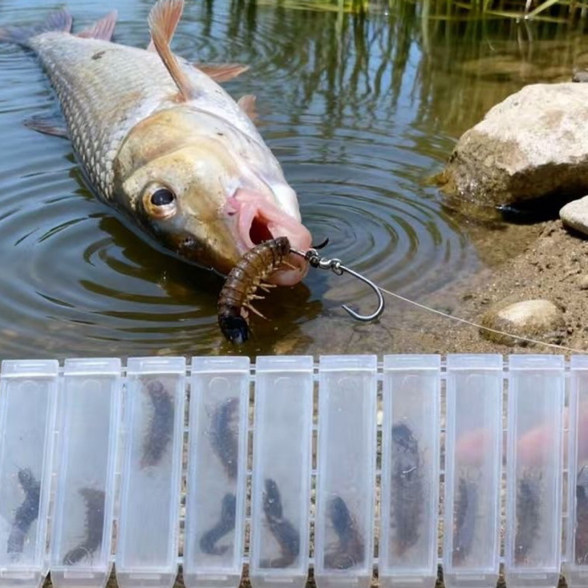 水蜈蚣钓饵通杀漏鱼黄鱼鲢鱼等淡水海钓诱饵