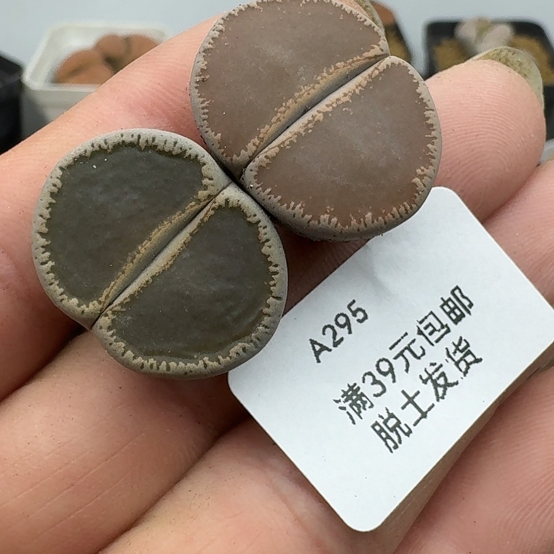 295多肉哈哈哈哈哈哈哈