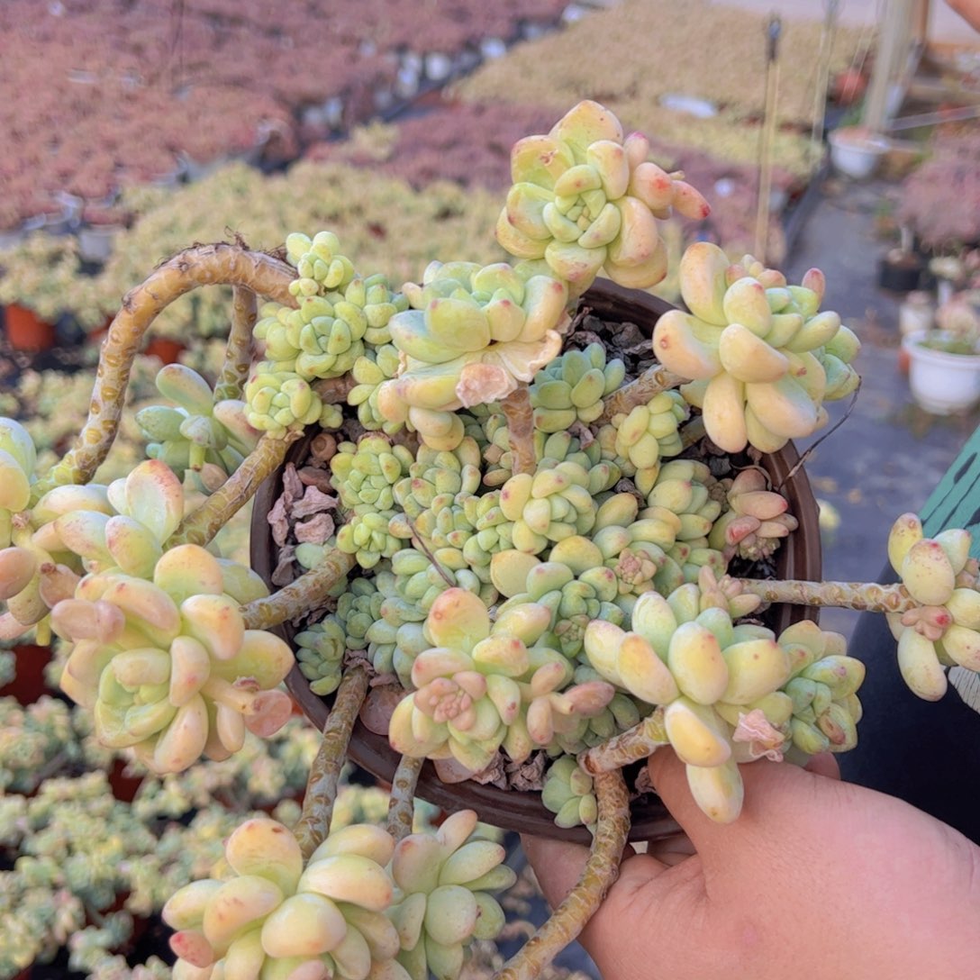 劳尔整桩整群老桩