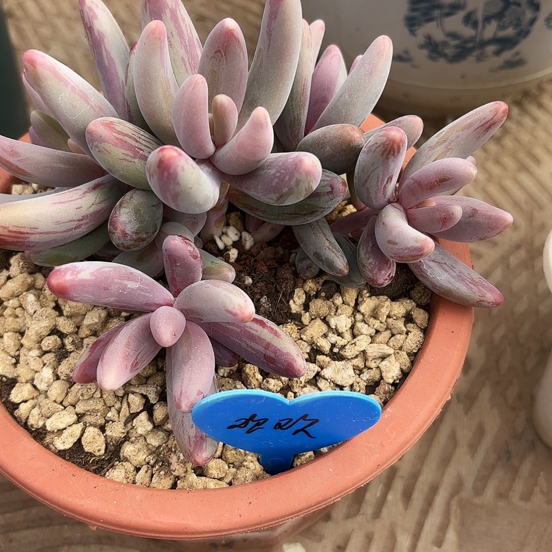 甜****）红手指拉丝锦多肉寄养