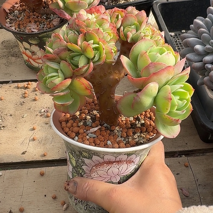 碧桃缀化多肉植物的生长