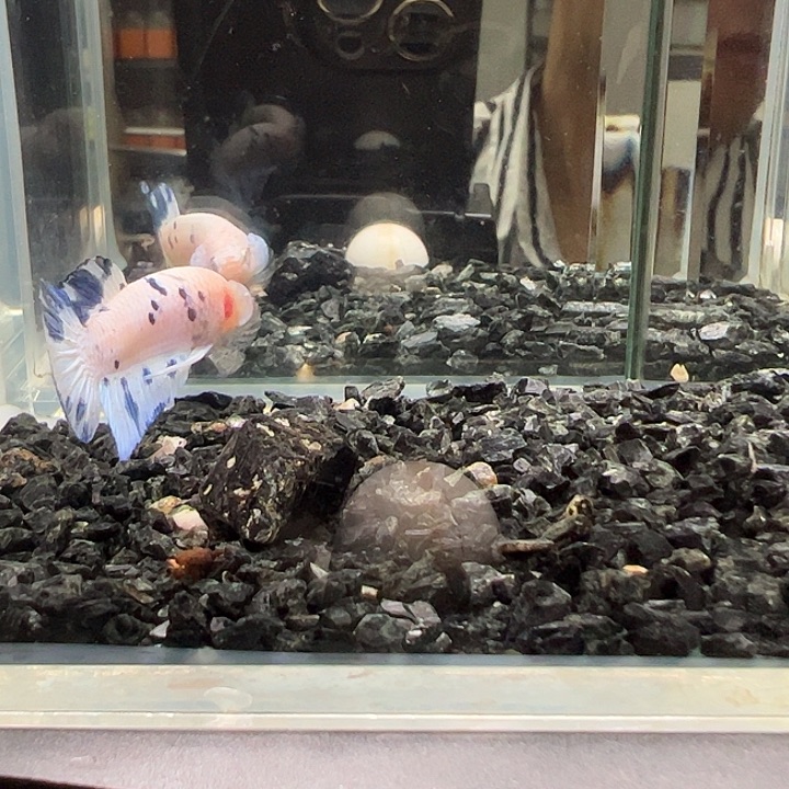 斗鱼竞拍跑单拉黑18日52