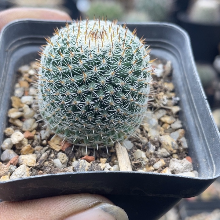 福利秒杀一颗包邮