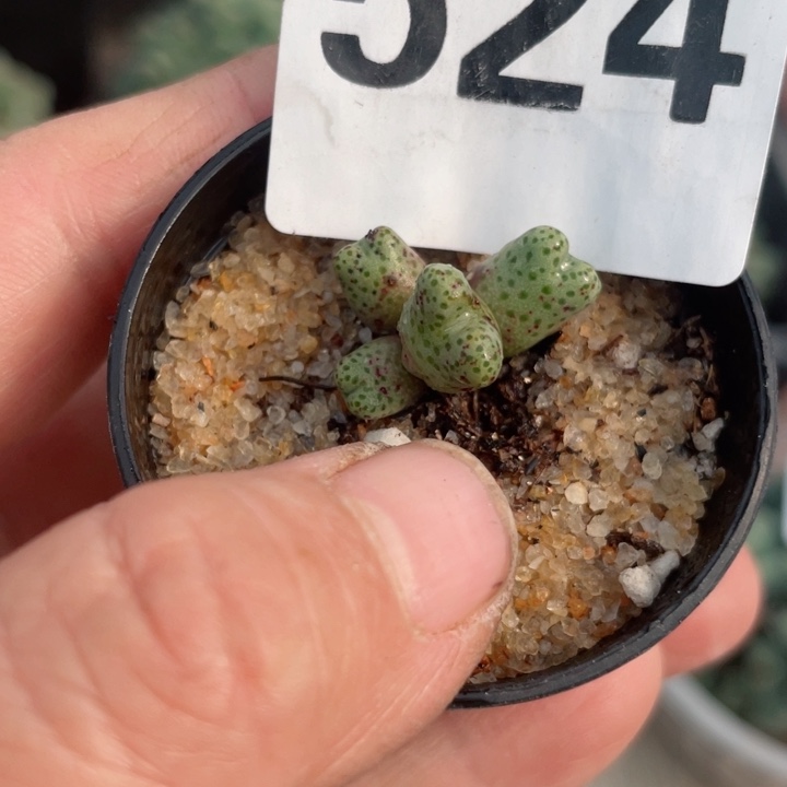 524斑马群零下拍保温