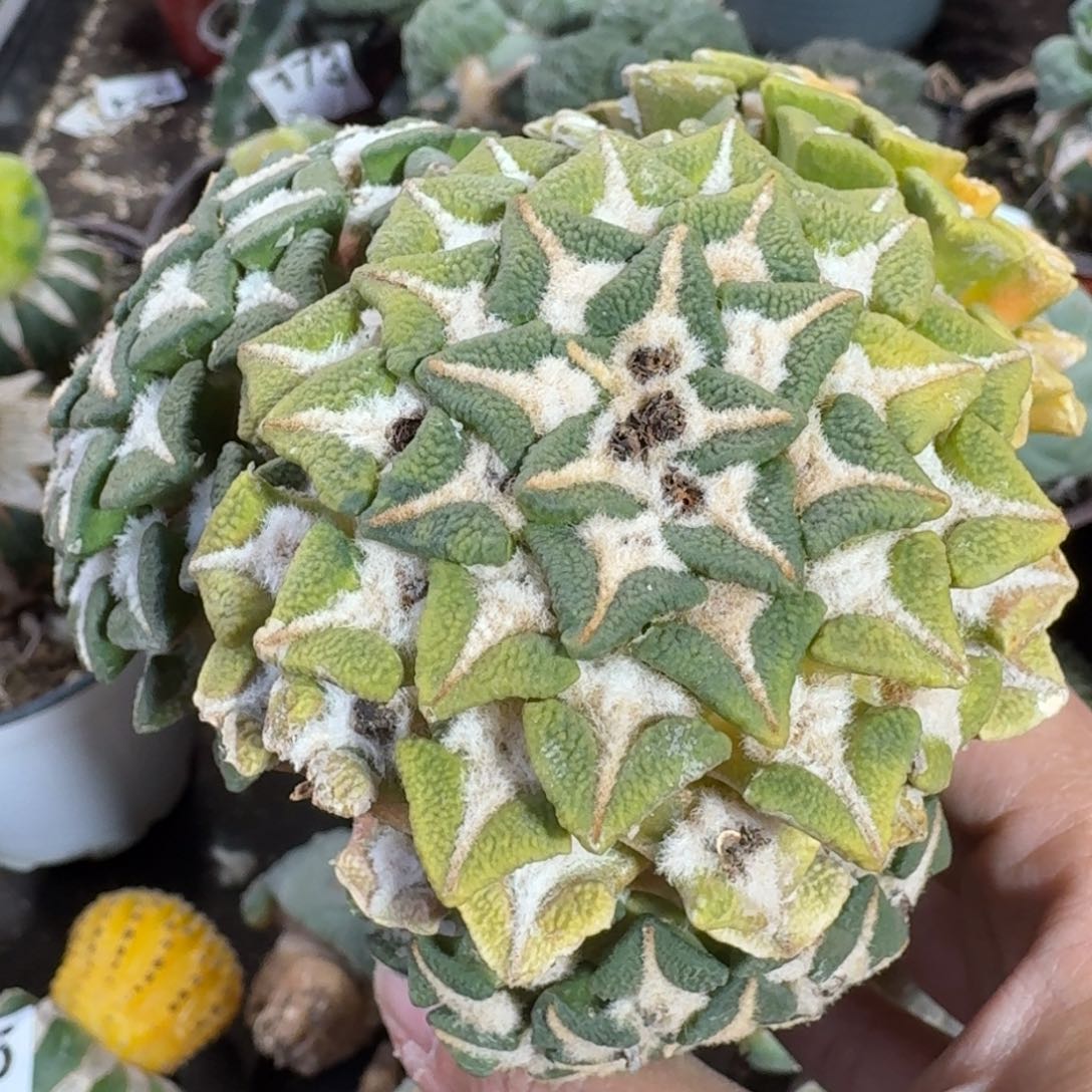 【闪购商品】颗粒大尤黑锦235