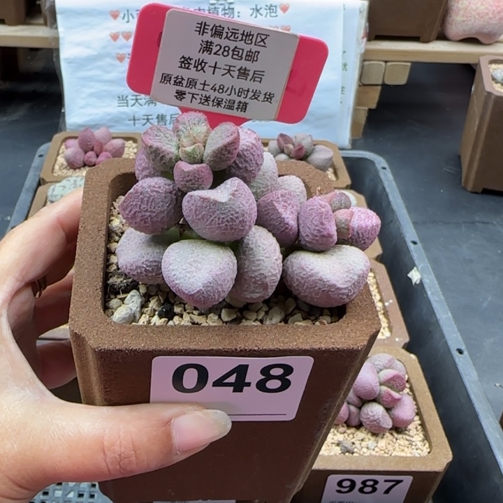 裕***司048夏娃多肉的植物