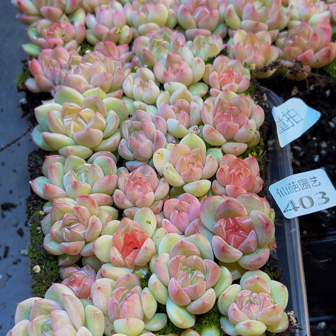 403量拍一盒保底24颗