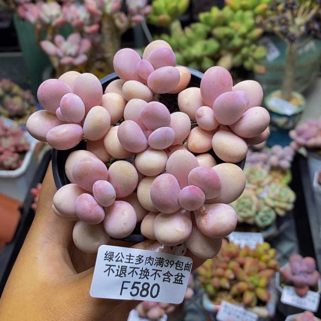 580糖果桃蛋多肉9cm