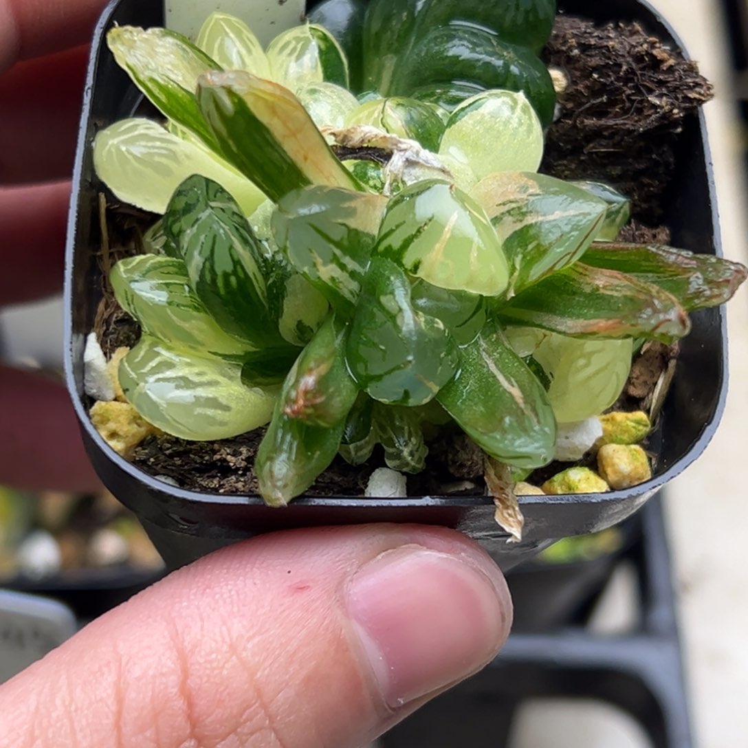 49红太阳玉露锦一物一拍