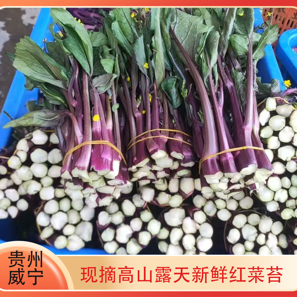 现摘当季红菜苔贵州威宁高山红菜苔菜薹嫩菜心露天农家新鲜时蔬