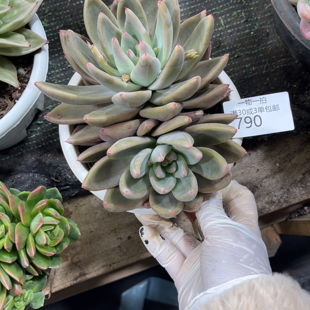 丝***雨790圣徒多肉植物～7折