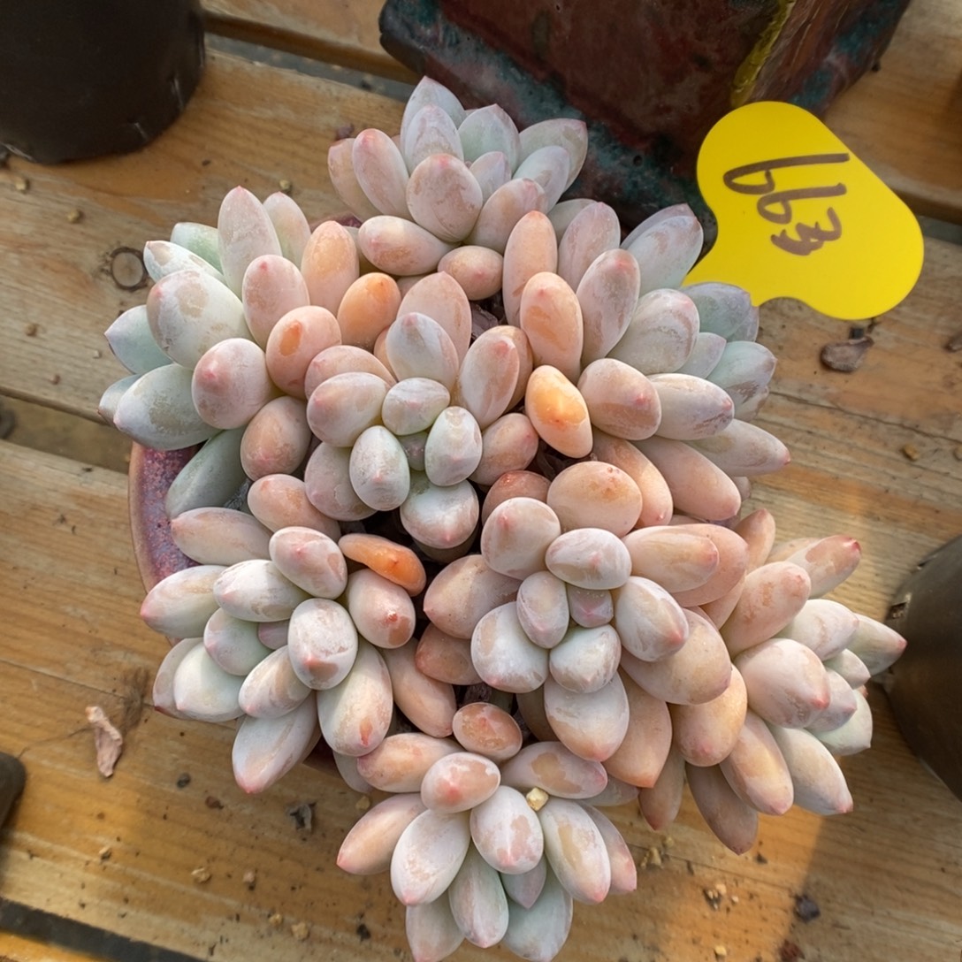 韩货香水群生663号。  