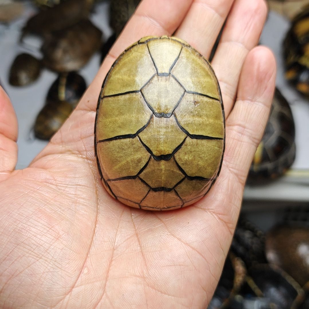 高黄头盔，，，，。。，。。。。。