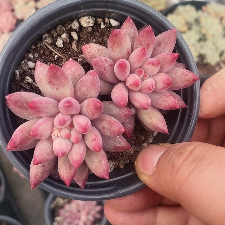 虞美人18.8一盆888888