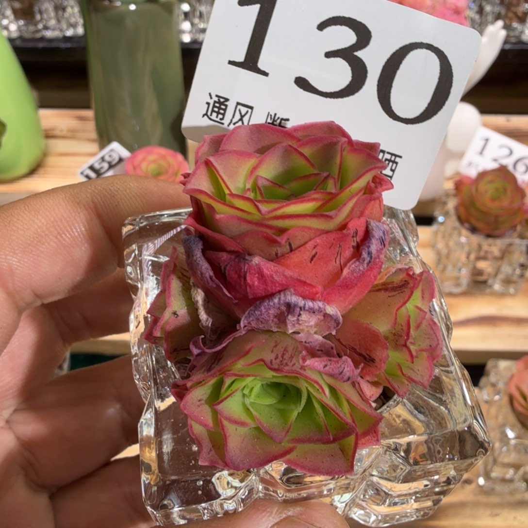 秋红叶130山地玫瑰