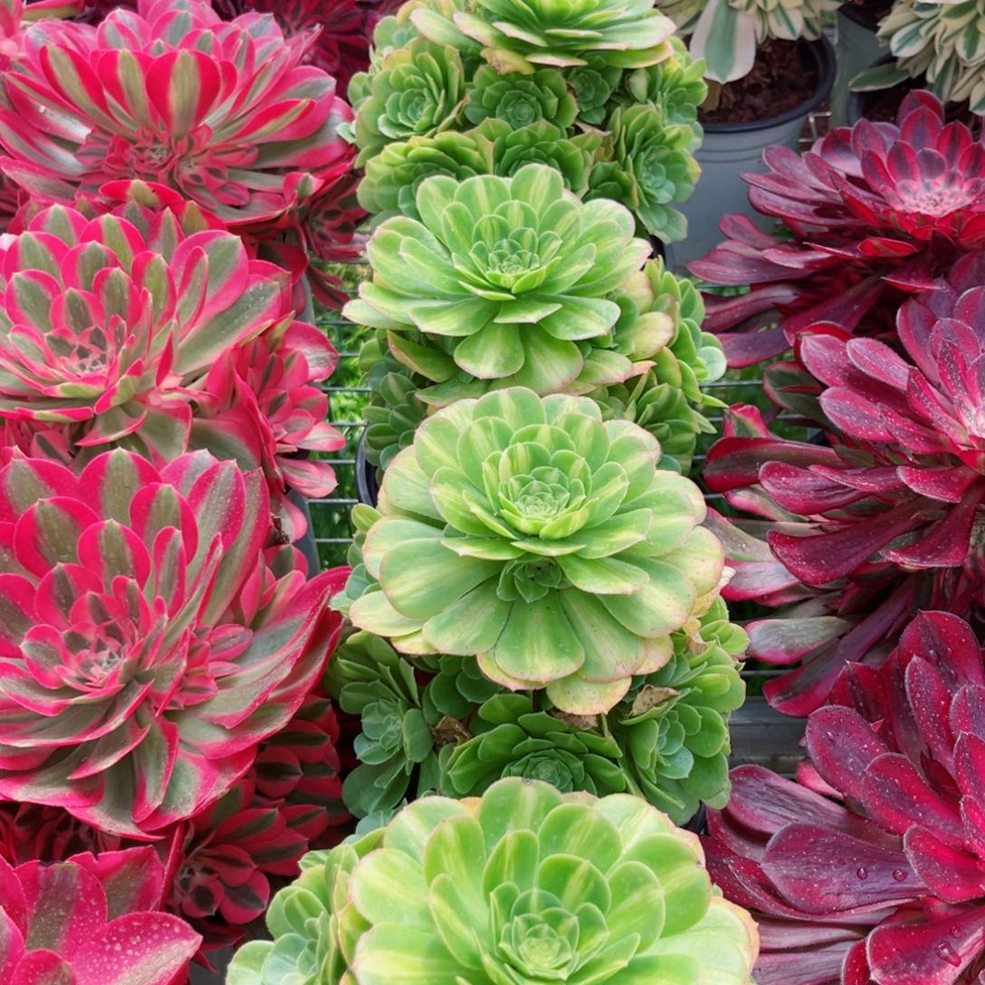 五彩琉璃量拍多肉法师