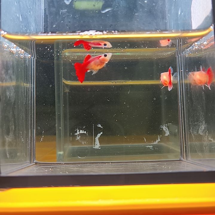 孔雀鱼全红玻璃猫金玫瑰一对