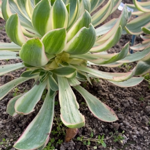 688青莲满25包邮多肉