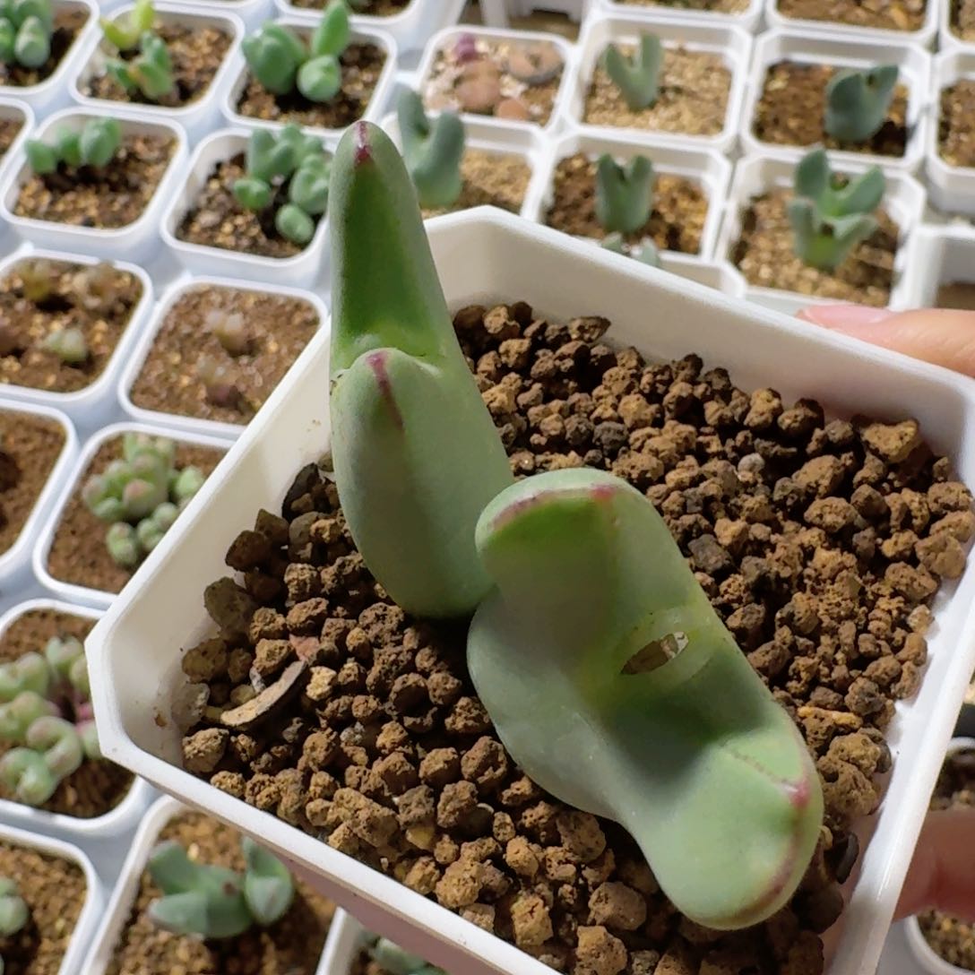 脱土发货..............