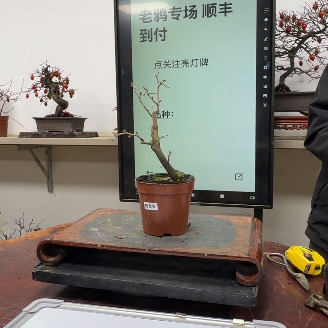 Y***哥无花朵402顺丰到付不包邮