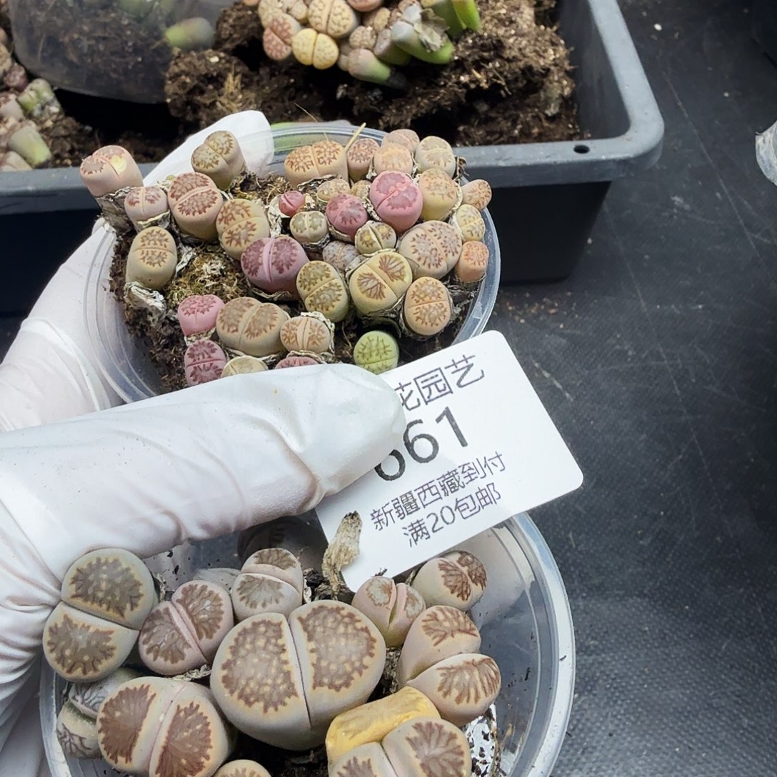 不是很冷哦还是在661哈哈