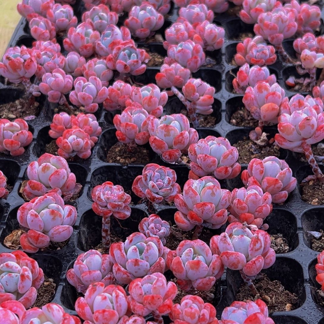 017多肉葡萄的价格是什么样