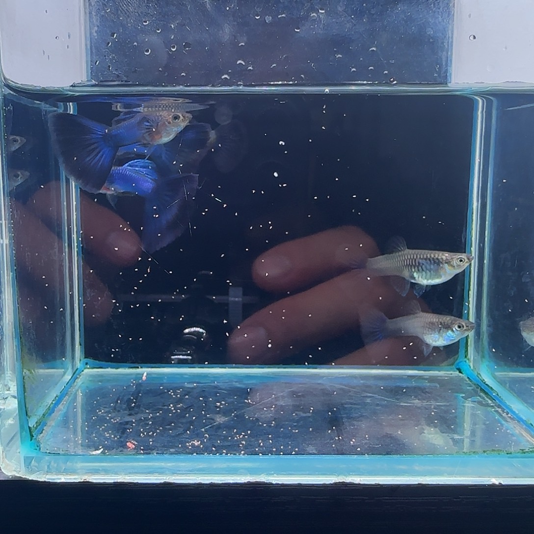 孔雀鱼辛加蓝蓝尾3对