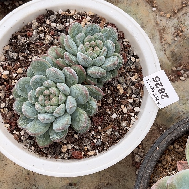 阿雅园艺。       4525