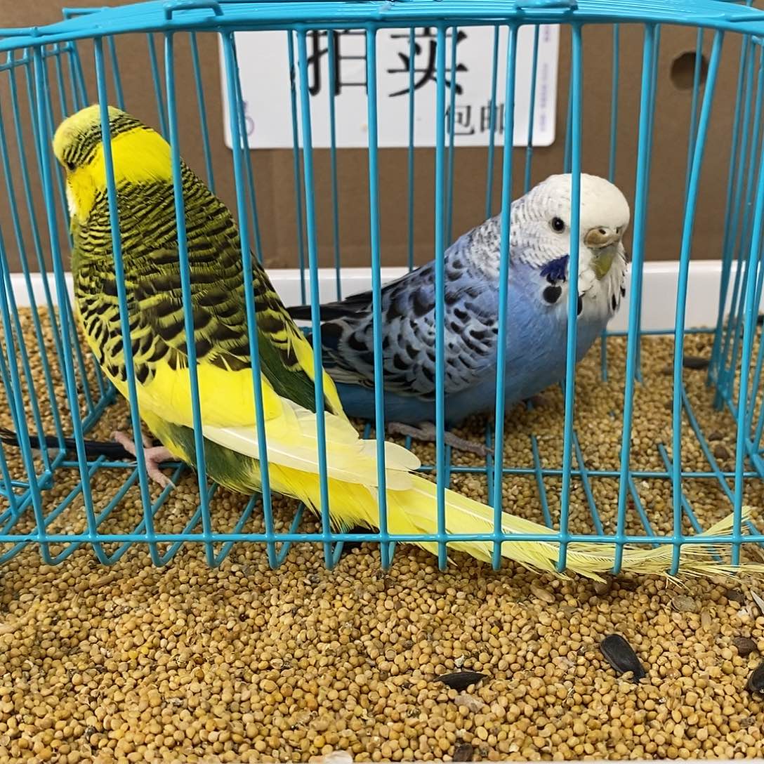 虎皮鹦鹉大头虎皮