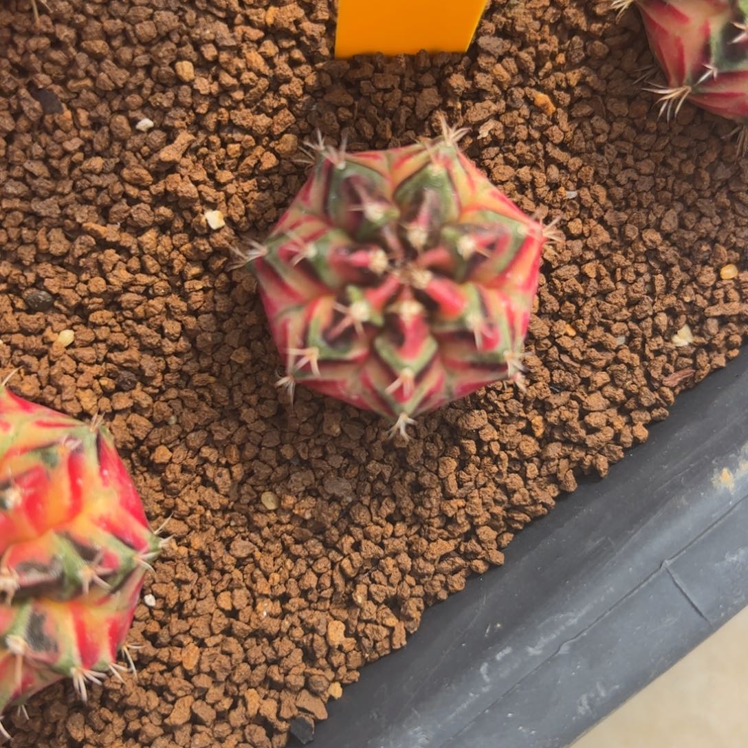 15-1228泰国发货多肉