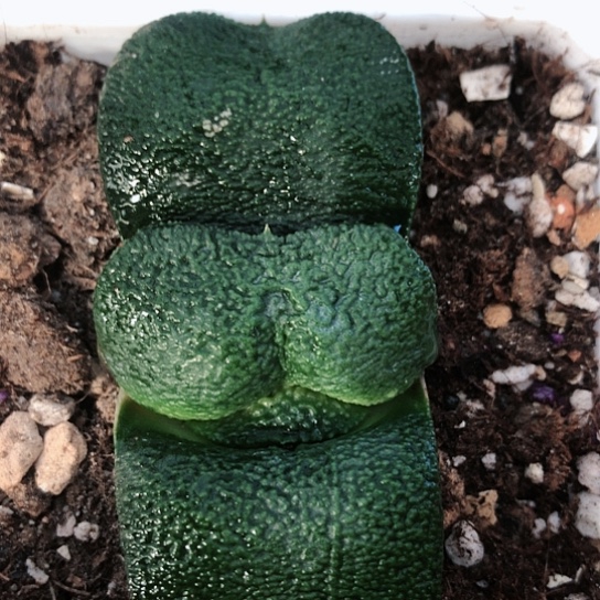 实生军配蜗牛多肉118