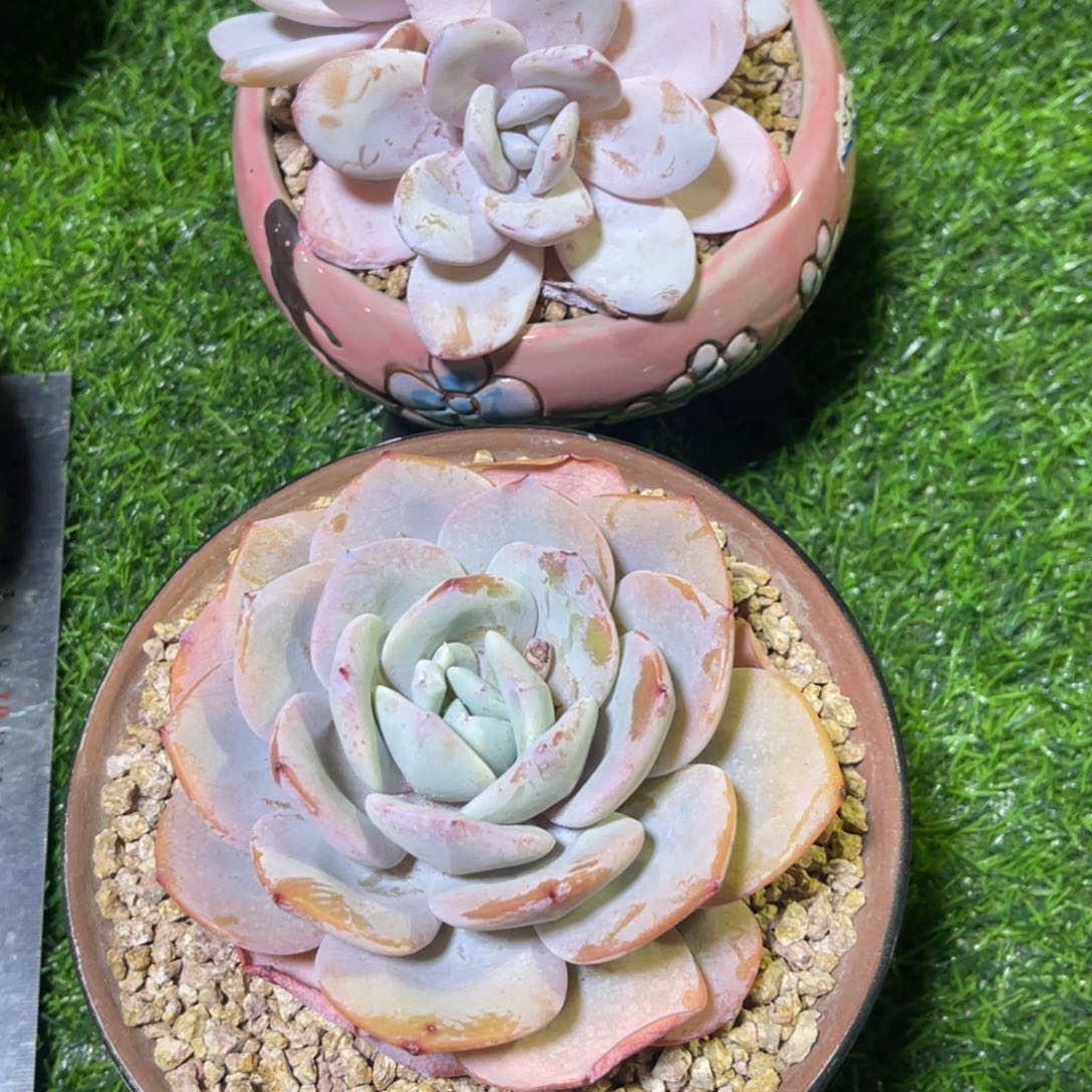 川**桃两颗寄养，姐……