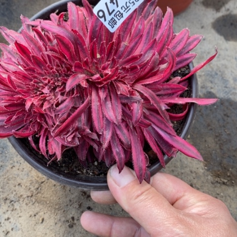 476朱雀缀满25包邮多肉