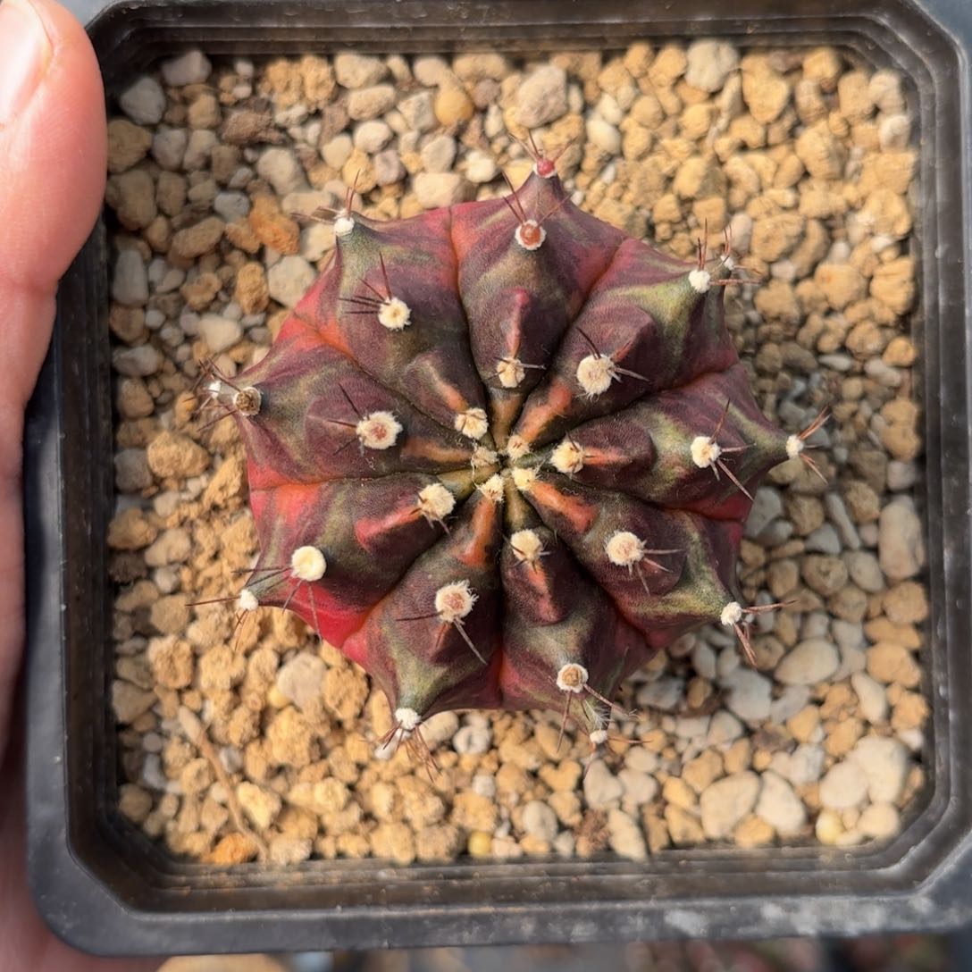 泰系乌贼米哈仙人球600