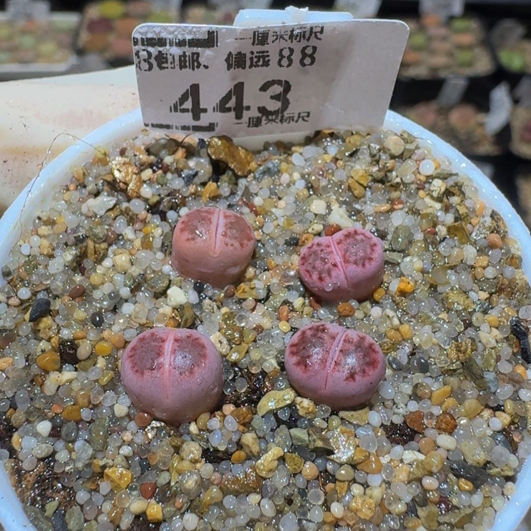 Ssss精品生石花443