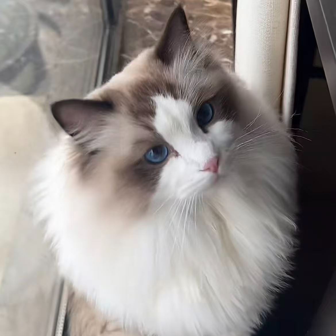 琴琴（全品类猫猫）银渐层蓝白蓝金布偶缅因等猫咪