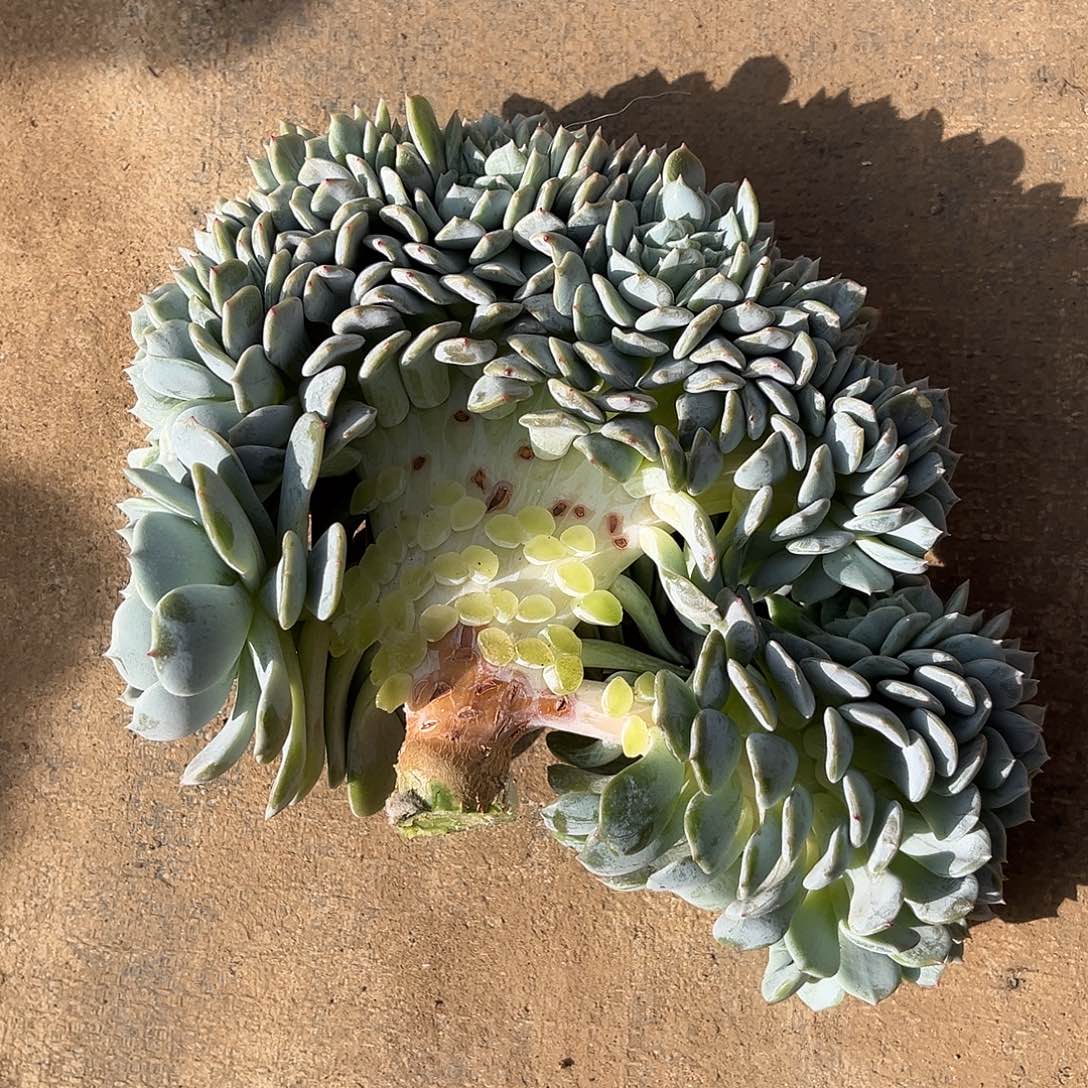 谈***首劳林缀化多肉植物