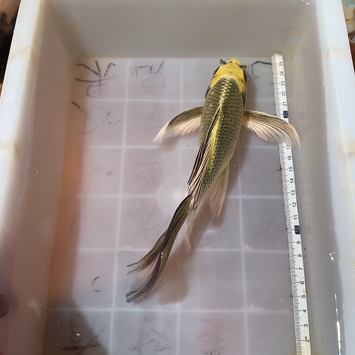 蝴蝶鲤鱼渔场直发76