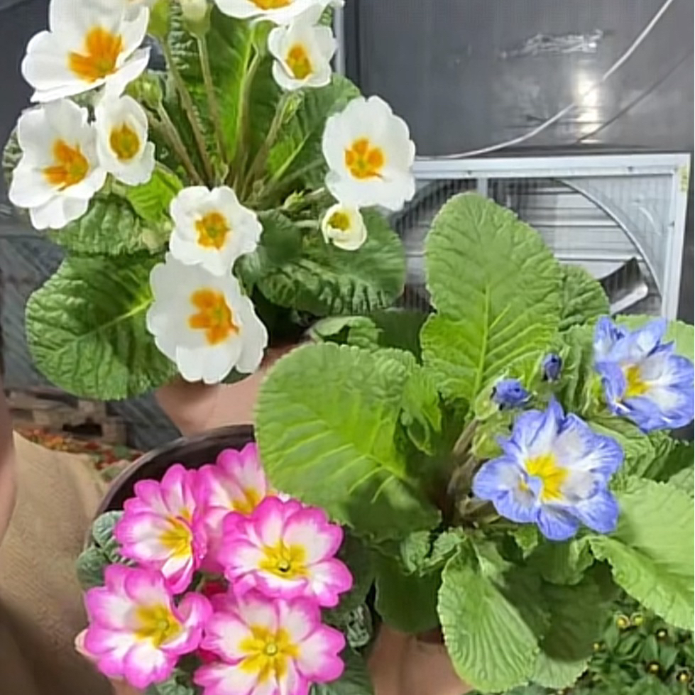 精品欧洲报春粉色爱丽丝+白色荷包蛋+斑马到手三盆三品种