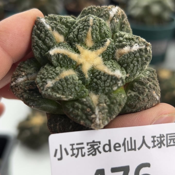 476可节后发货 有根