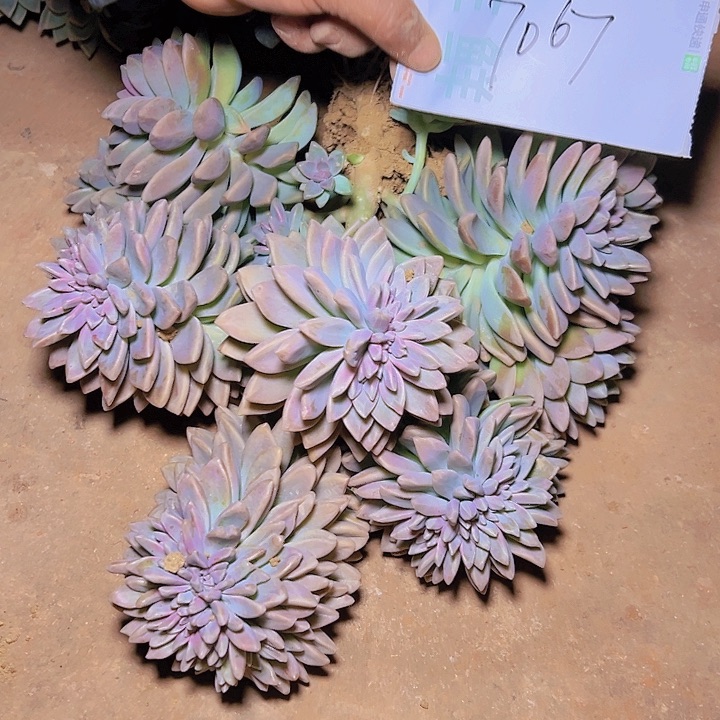 逆**行淡雪断枝 断枝不售后