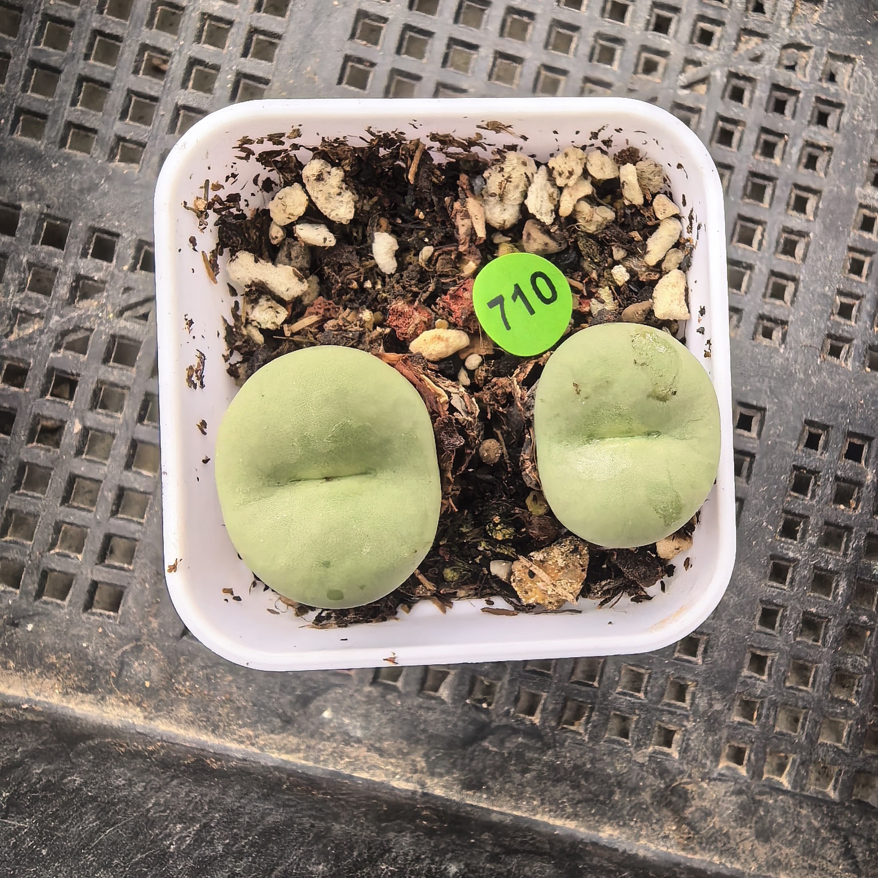 大嘴双头1.9/2.1CM带盆多肉710