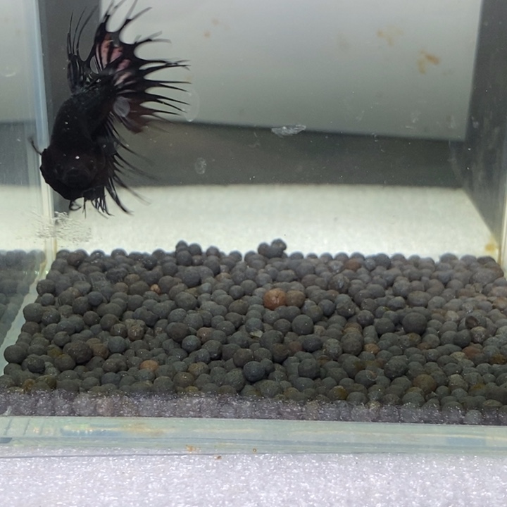 斗鱼泰国斗鱼410号