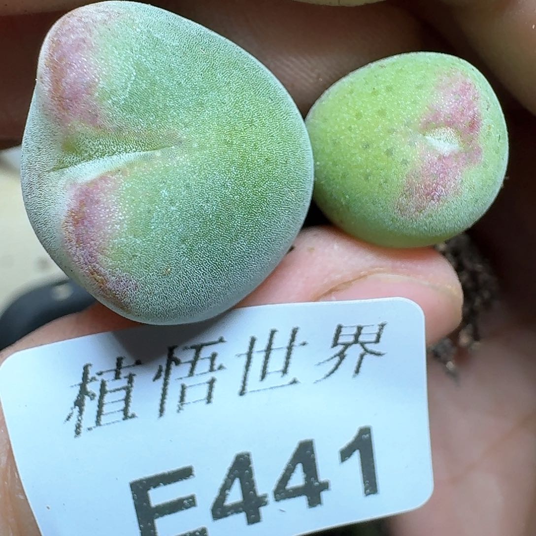 441盒多肉植物哇f f