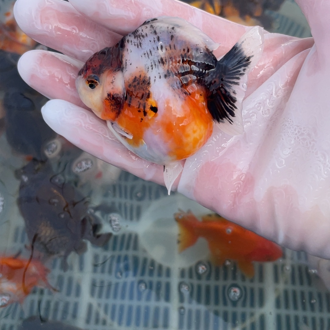 金鱼泰师金鱼1条包邮
