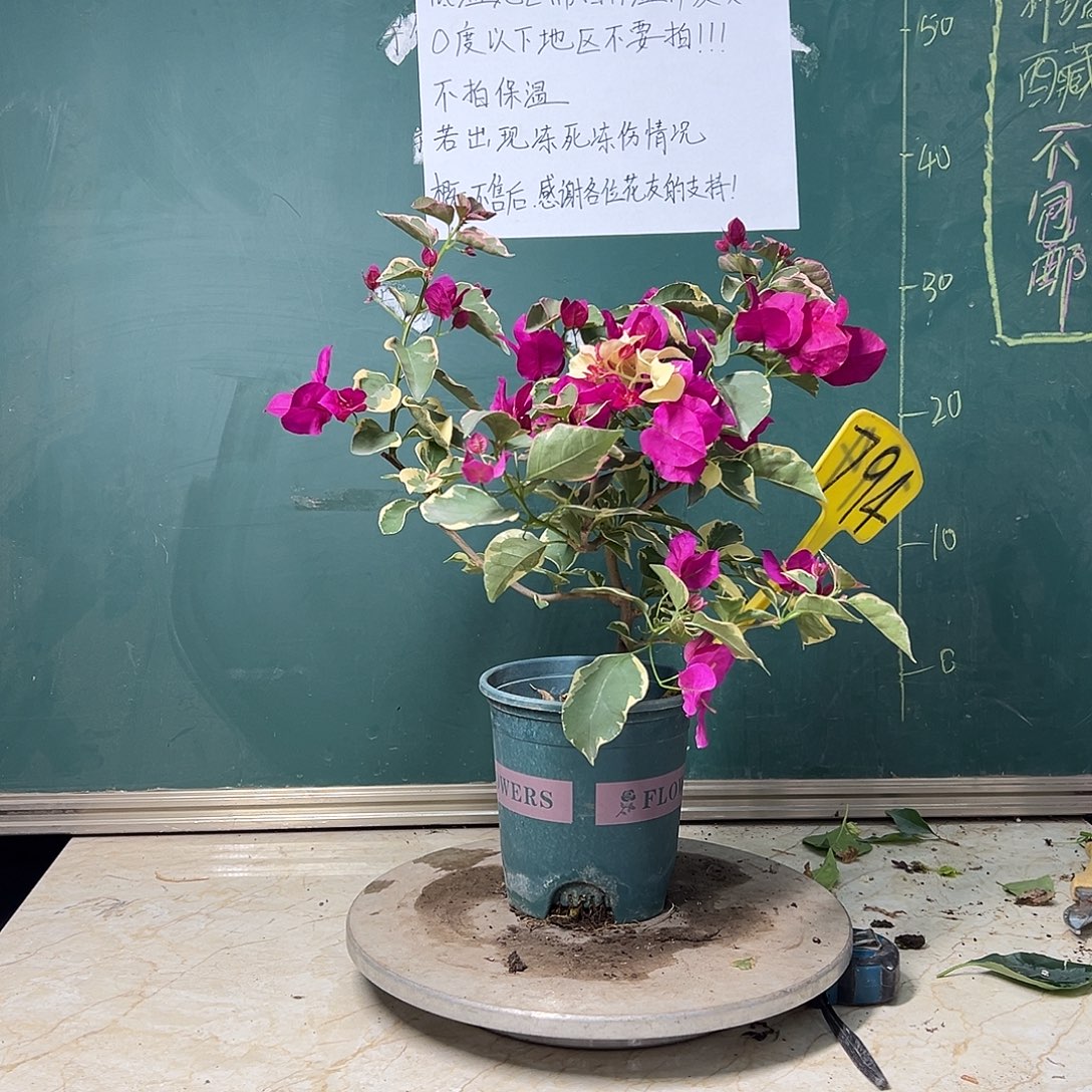 完全开放 蓝月亮有冰枝 794