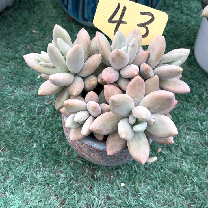 白兰地43号码牌子的话题