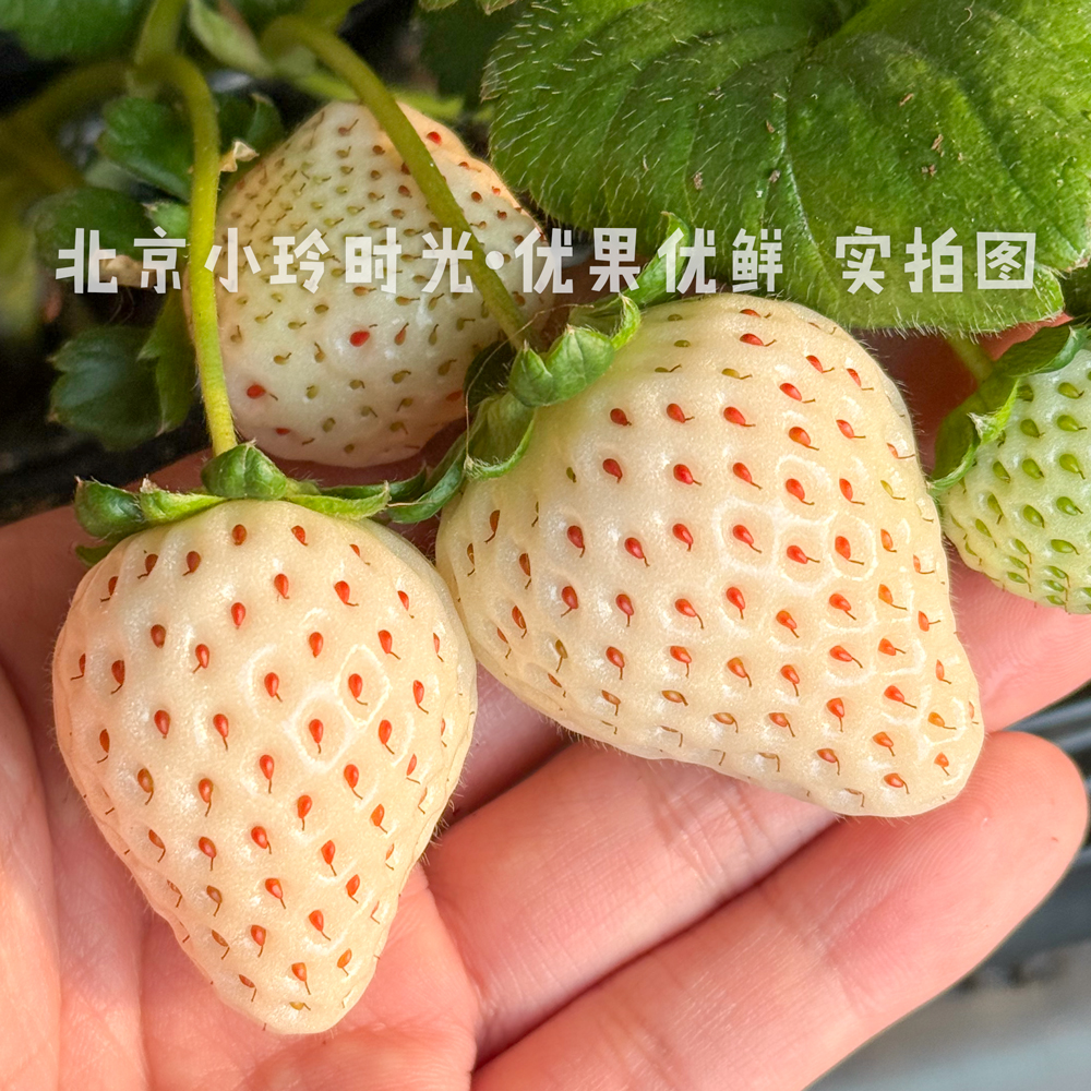 【初恋·白草莓】北京产地·每天现摘宝宝孕妇放心吃·坏果包赔·包顺丰京东·非丹东非日本草莓·300g起新鲜草莓浆果