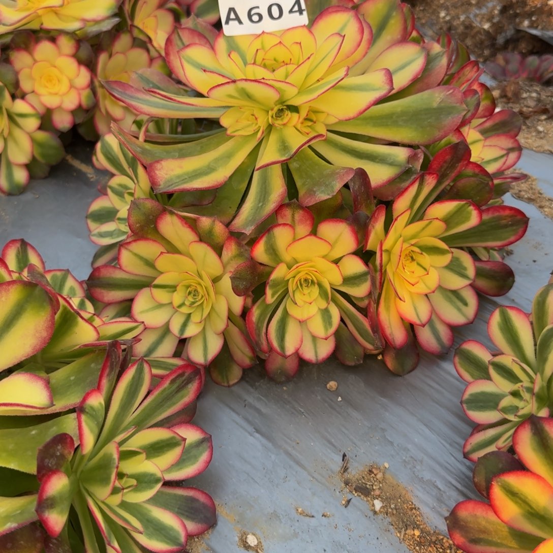 604荔枝。多肉植物